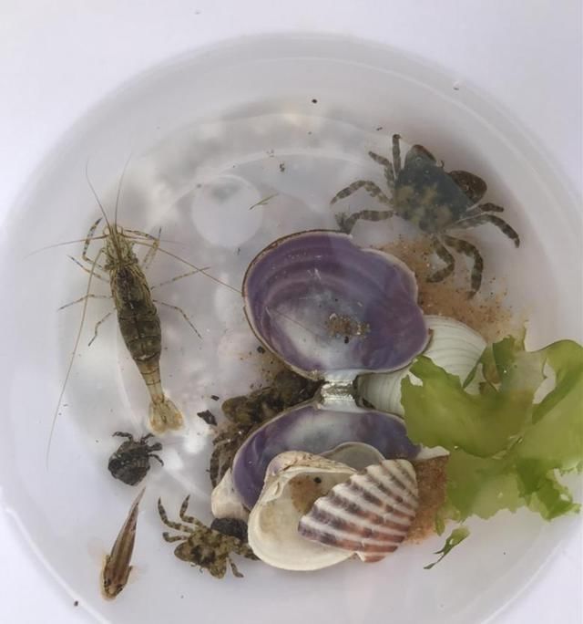 比三亚人少!比青岛消费低!北方最适合看海的城市，海鲜正肥!