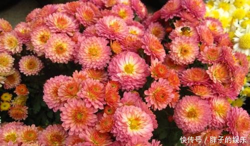  「就给大家分」春天养花选它，漂亮又好养，花期超半年，是家庭盆栽佳品！