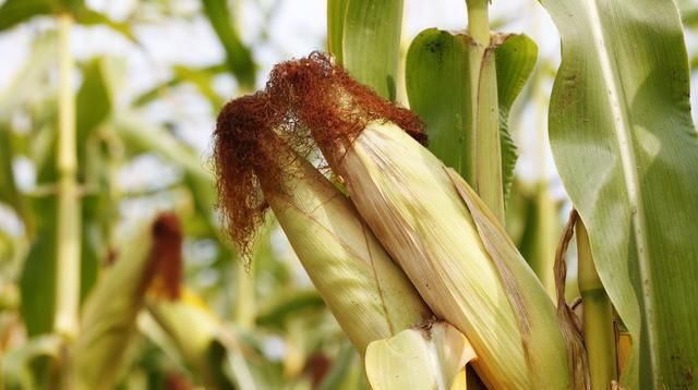  [提高]利用新技术提高玉米种植效率对策