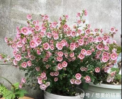 还要■比香水还要香的9种花, 养在阳台上, 满屋子都飘香!