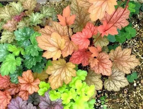  『植物』这种五彩斑斓的观叶植物，好养耐寒，让阳台或花园变得色彩缤纷！