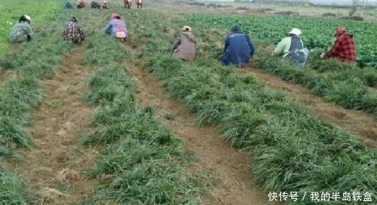 田间里此种野草无人识，养阴润肺、如今一斤30元，有营养价值。