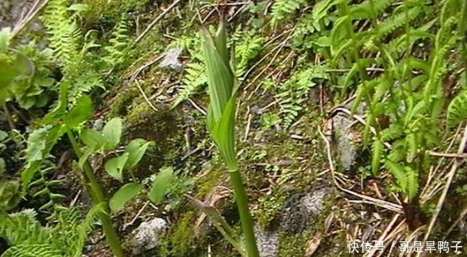 『治感冒』这乡间寻常野草，能治感冒发热、退烧，若长在你家路旁，别当杂草