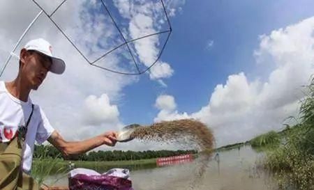  『养殖户』老塘口小龙虾虾苗的密度怎么把控和治疗？这里给大家提供两种方法