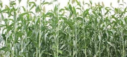  可知|南方有种作物叫甘蔗, 你可知: 到了北方叫什么