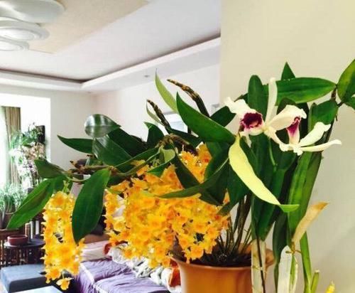「专属」父亲专属特有之花,石斛花,父亲节送父亲的专属花