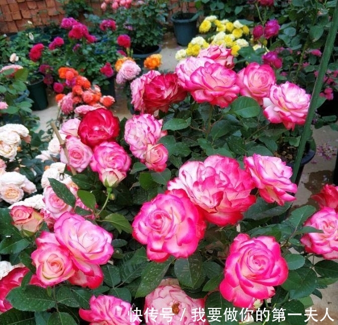 值得:一年四季开花,美丽若玫瑰,好养易活,这款盆栽绿植,很值得栽培