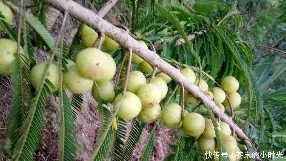 做成@路边的1种野果,人称“油金子”,味道酸甜,做成盆景价值高!