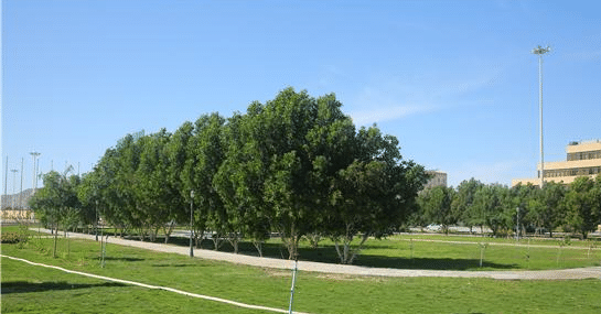 中国助力巴基斯坦，这个港口从沙漠“蜕变”绿洲，巴铁：中国真牛