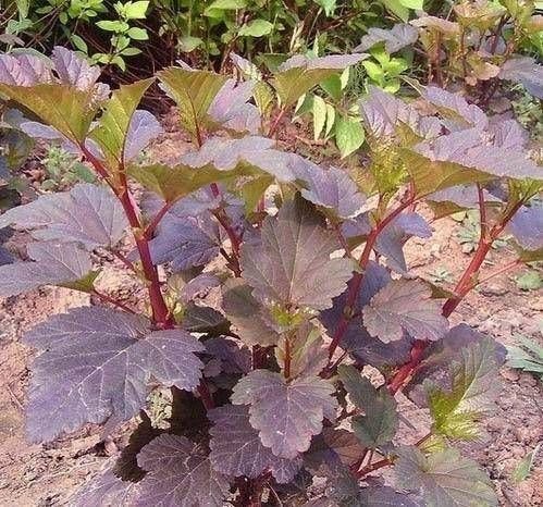  『充足』庭院里最具童趣的18种小花