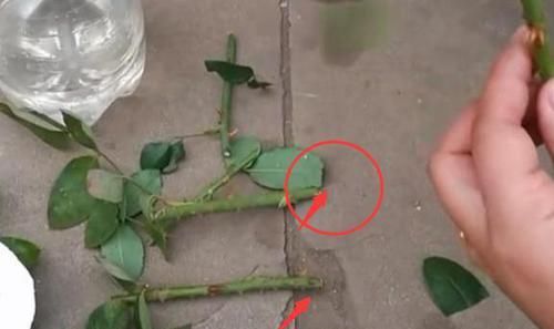  定要注意■扦插三角梅该如何做？按照6个要求操作，生根早、当年就开花