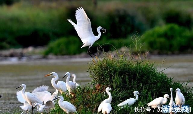 汝阳：生态湿地，白鹭起舞