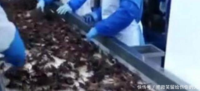 这位农村大哥利用废稻田养这个，年收入近20万，令人羡慕不已！