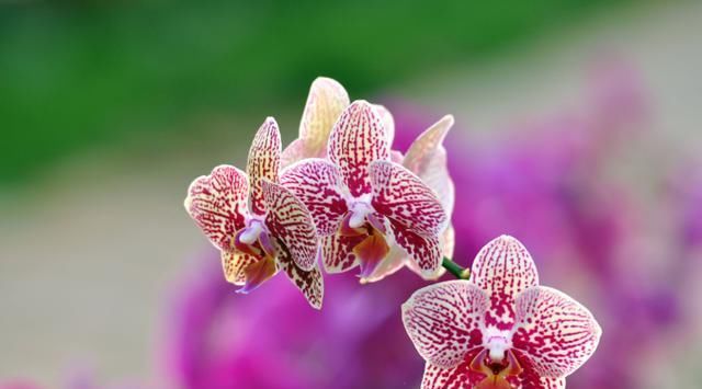  【家里】一花一世界，3种花家里必养，花大色艳比玫瑰好看，养出小花园