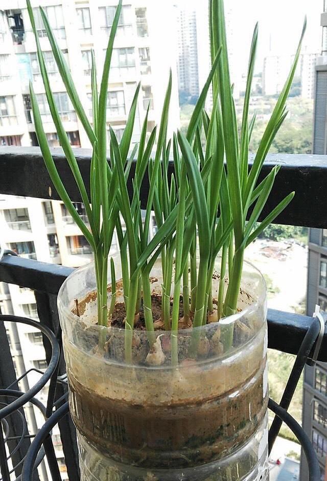  #盆栽#阳台怎么种盆栽大蒜？简单“1招”，长得旺绿油油，收获好几茬