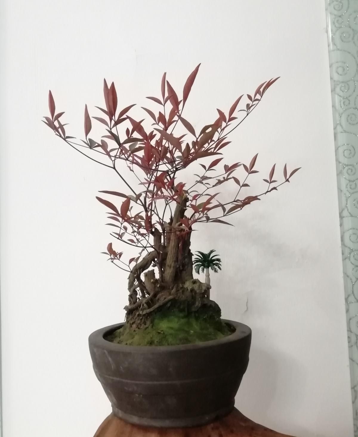  『特别』红艳堪比天边晚霞，观叶植物也能比花美，养一棵真值！