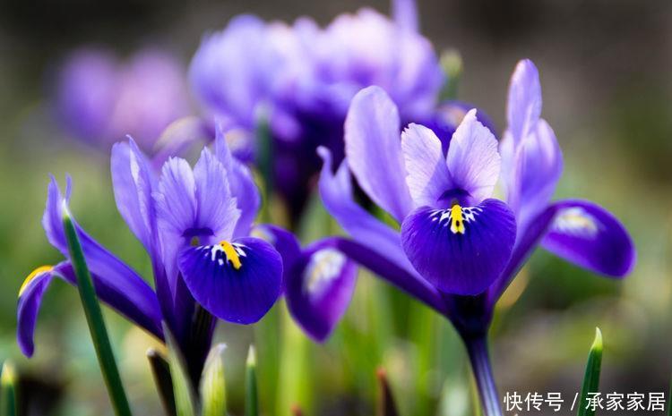  【品种】5种花夏天要“狂”浇水，浇水越多开花越好，不然难以成活开花难