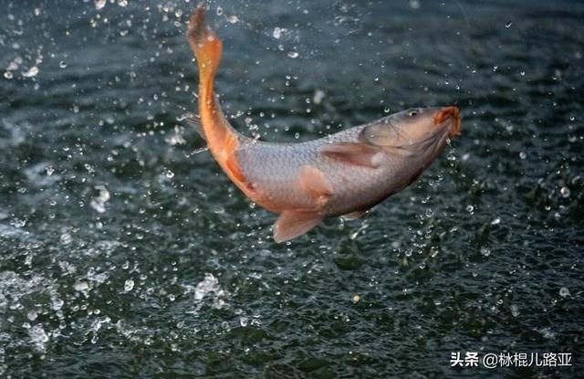 『全攻略』野钓鲤鱼全攻略,熟知这几点技巧,让作钓鲤鱼不再困难