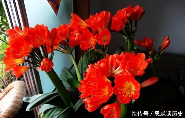  「阿司匹林」君子兰不开花教你这样浇水，君子兰健壮不烂根，开花爆盆不是梦
