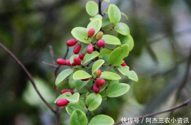  「黄金」这树价值珍贵，树根更是稀罕物，内含“黄金”，但见到