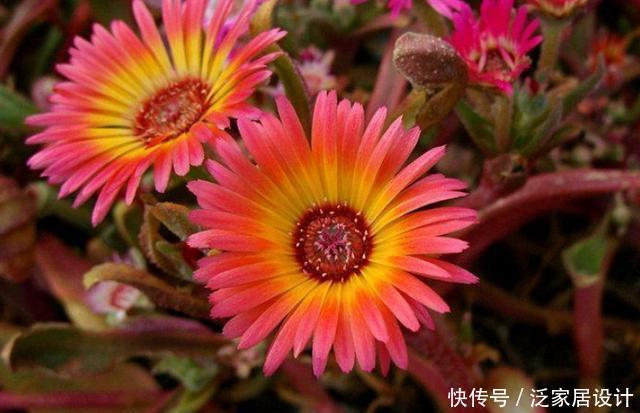 #家里#喜欢在家里养花,就养盆花大色艳的,花期长达200天,越养越喜欢