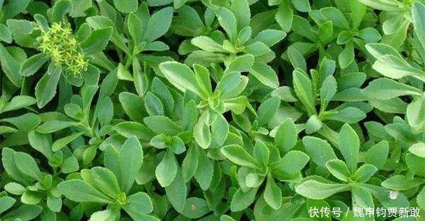  养心：超市很贵的养心菜，自家种一盆很方便，随吃随摘健康美味！