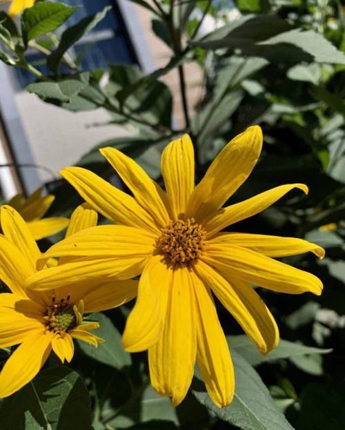 #芋头#这植物上面开灿烂菊花,下面结出大块芋头,谁看了都觉得难以置信