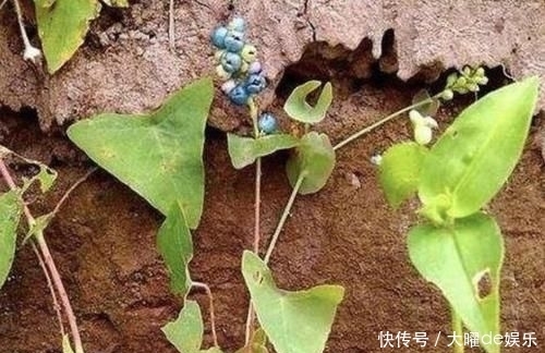 「三角形」路边有“1种野草”奇特,被称为“杠板归”,叶片三角形,珍贵!