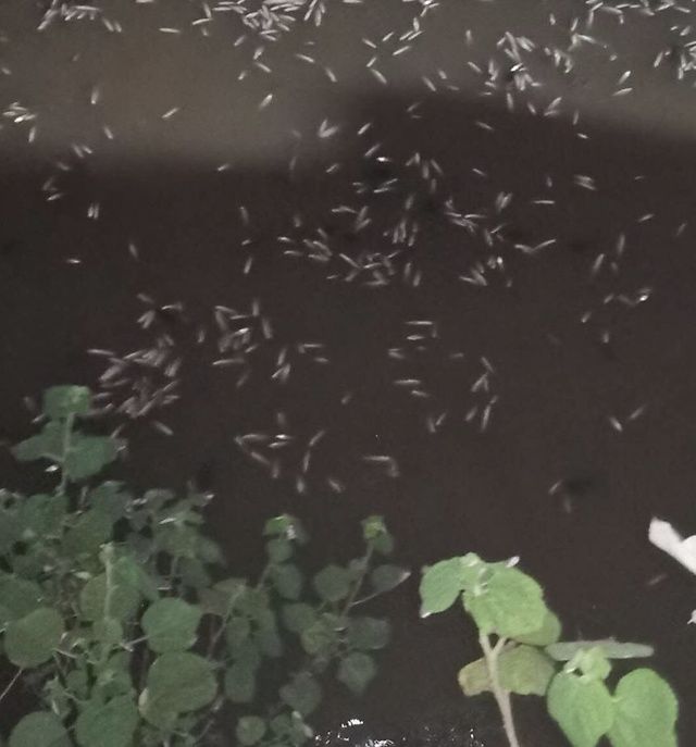  【河段】郴州一河段莫名出现大量死鱼！多名市民捕捞，可能是“热”的？