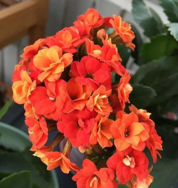  #漂亮#这4种花，一开花就停不下来，漂亮好养，是盆栽佳品！