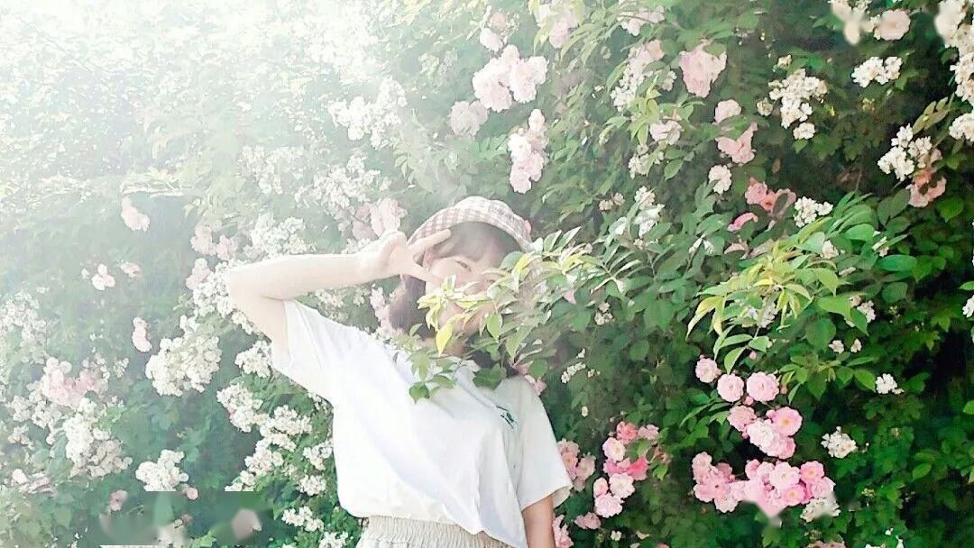  「打卡」蔷薇花开，待君归来|“云打卡”校园网红景点