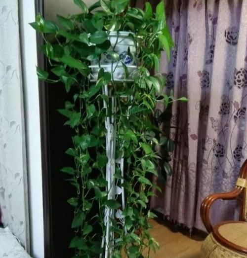  『绿萝盆』绿萝盆里插根柱，1个月就爬满，长得太旺盛了！