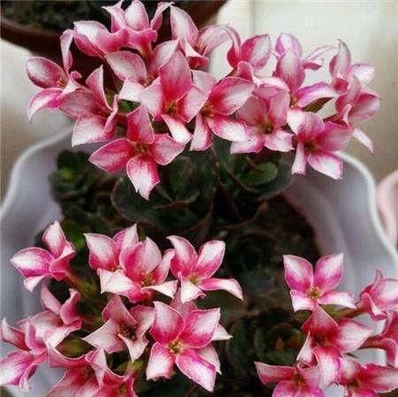  『能长』长寿花开败了，还要后期养护，还能长出一茬