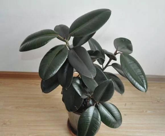  『适合』有哪几种植物适合在光线不好的家里养护