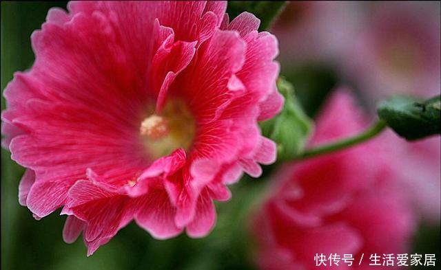 适合■适合家养的5种花,花大色艳很皮实,家里养一盆,天天都能赏花
