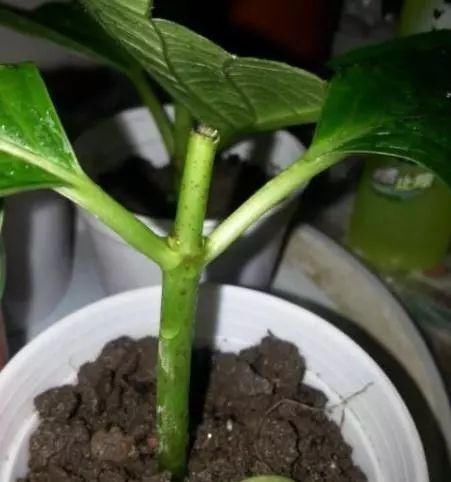  「省钱」这“3种”植物，剪根枝条“插”土里，15天就生根，省钱又省心！