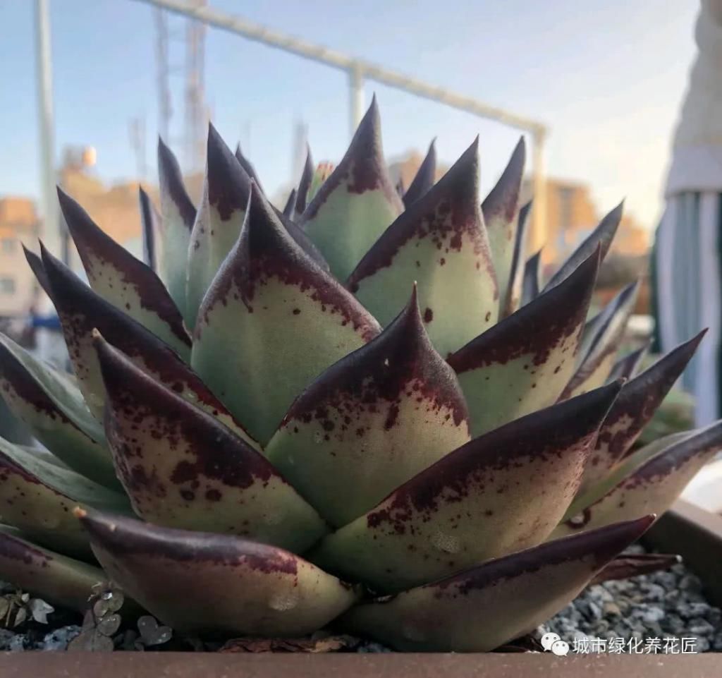 建议■多肉乌木要开花,老司机建议砍,接下来的高温度夏才是关键