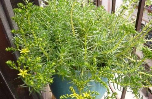  漂亮■一种小野草，长得太“独特”，花店老板稍加“修饰”，一盆100元