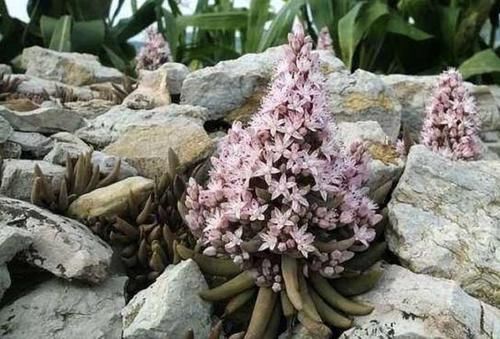 很美:石头缝里的“2种多肉”,小时候常去挖,植株长势快,也很美!