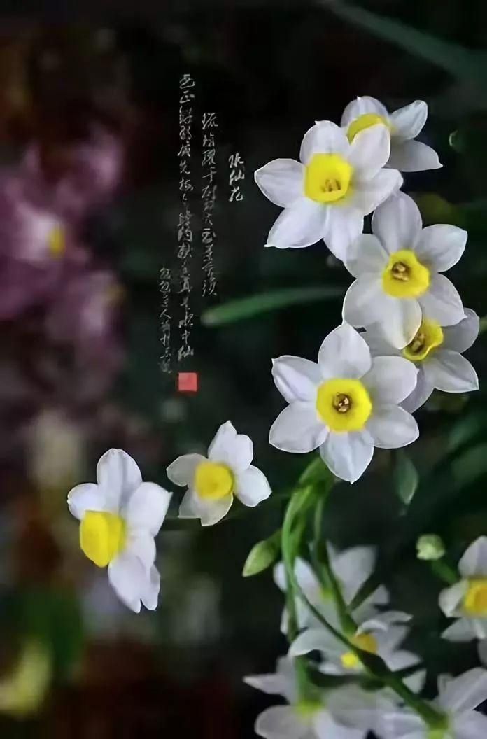  大名花之首：【欣赏】 中国十大名花，第一名意料之中