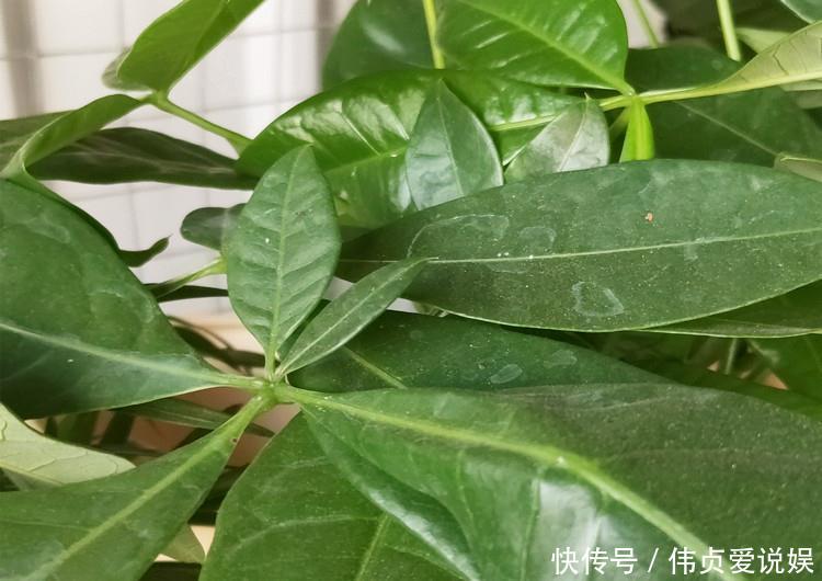  『发财树浇水』家养发财树，学会这“3件事”，轻松养得旺，叶片油绿