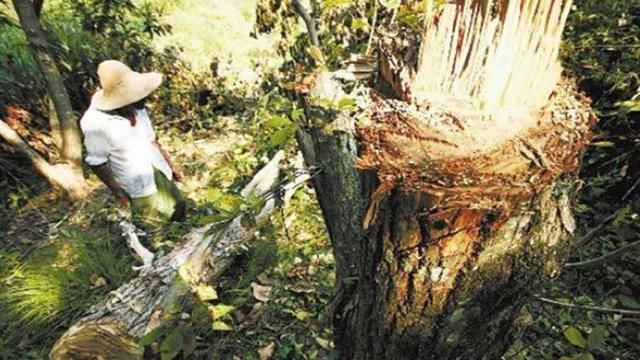 中国饱受争议的树，既是“摇钱树”，又是“祸害树”