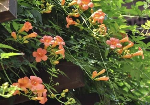  『值得』1种“凌霄花”，养3年枝条变成“4米长”，开花“80朵”，值得养