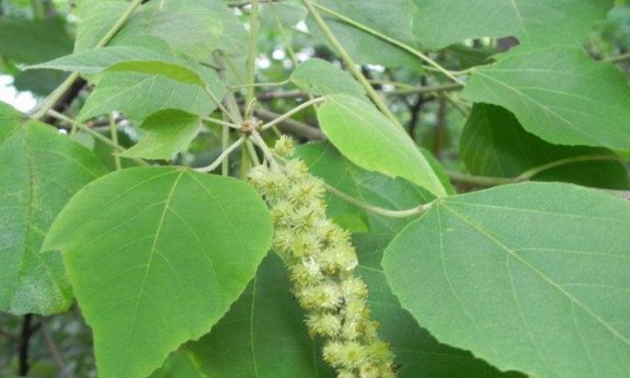  药用价值|农村一种常见植物，人称“白背叶”，如今药用价值高，