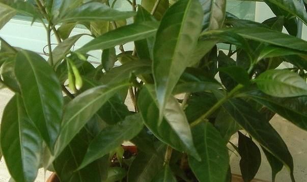 你种■你种的夜来香没有开花?那是你不了解它,来看看开花的必备条件吧