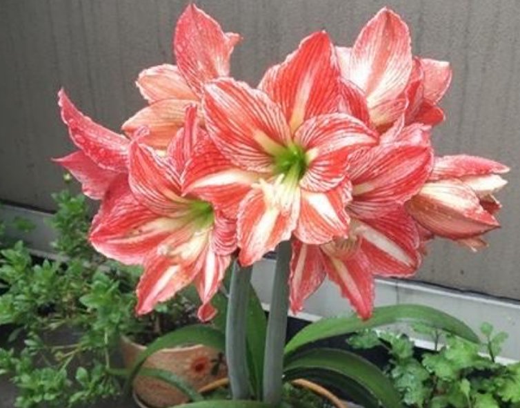  #花期#谁见了都喜欢的花，好养又漂亮，花期特别长，养在阳台新清大气！