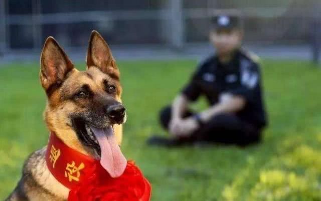 网传福州警犬事件，引爆大家的朋友圈，幸好官方及时辟谣!