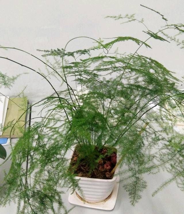  『摧毁』种花与育人：看，你在不知不觉中摧毁天才