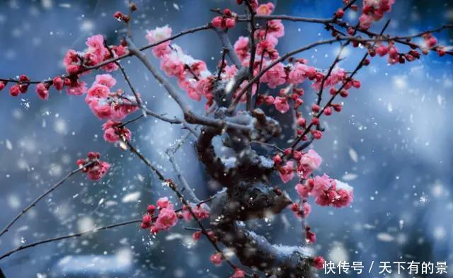 「冬天」5种花“冬天”能扦插,不黑腐成活率高,生根快一倍