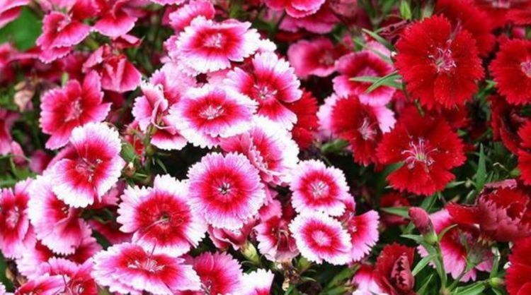 五彩石竹|在家中养护花卉,就选择花色“梦幻”的5种花,妖娆优雅,非常的漂亮